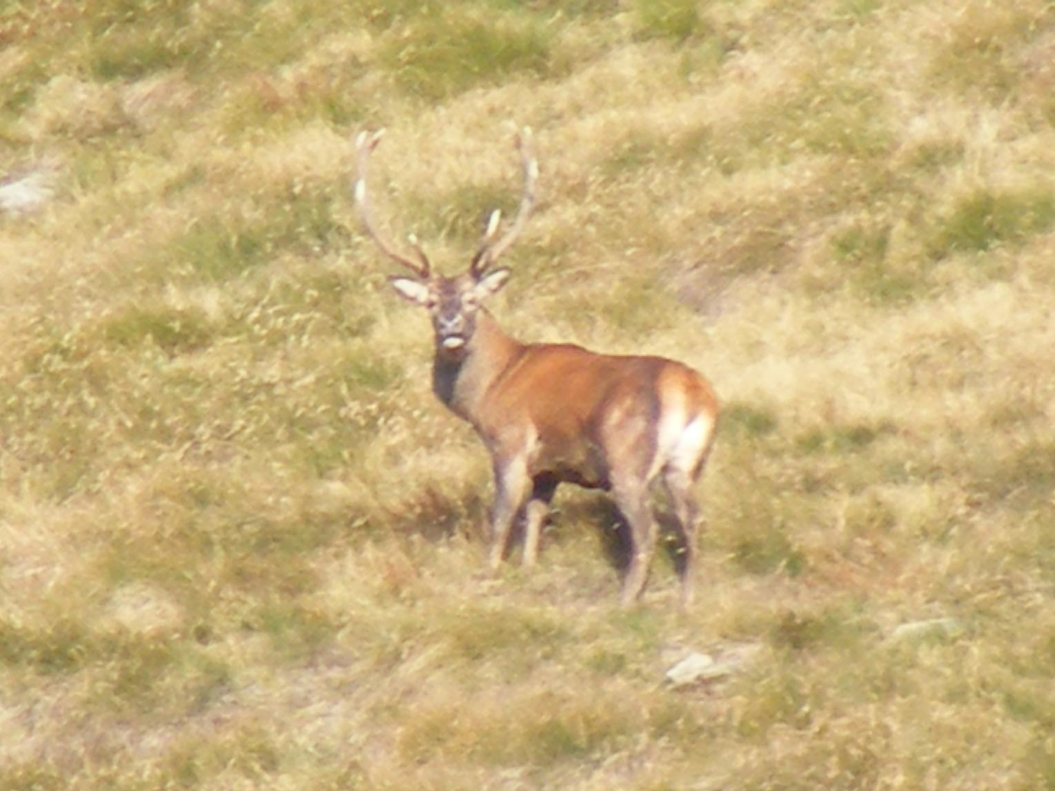 PASSIONE PER IL CERVO